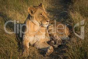 Lion lying on grass track at sunset