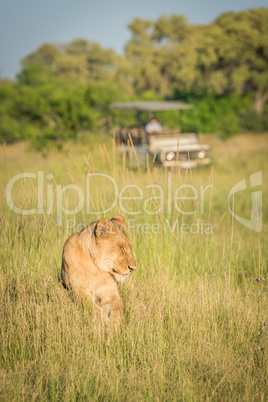 Lion lying in grass with jeep behind