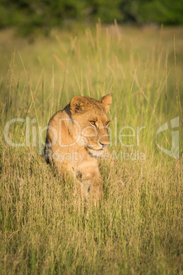 Lion lying on grassy hill at sunset