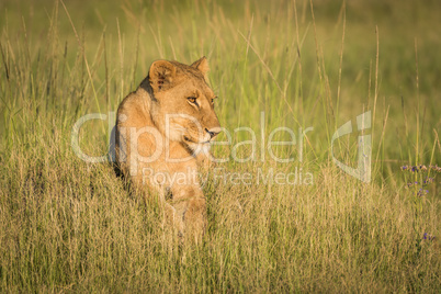 Lion lying on grassy mound at sunset