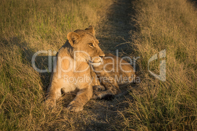 Lion lying on grassy track at sunset