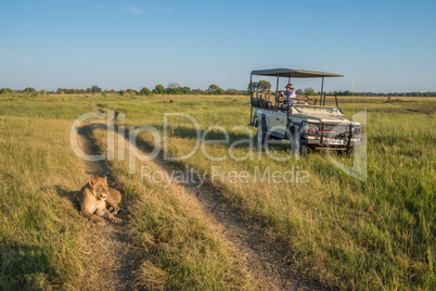 Lion lying on track beside safari truck