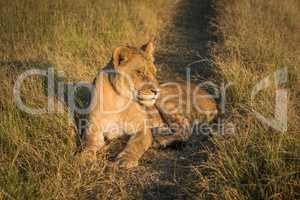 Lion lying with eyes closed at sunset