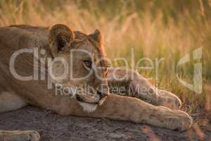 Lion lying with head on front leg
