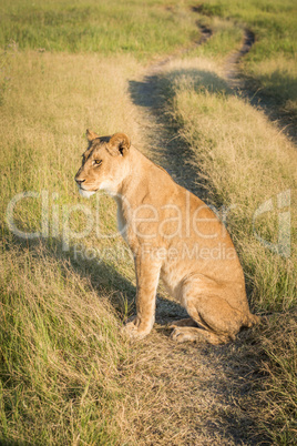 Lion sitting on grass track at sunset