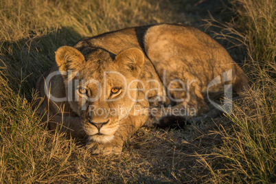 Lion resting head on paws at sunset