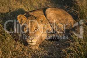 Lion resting head on paws at sunset