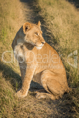 Lion sitting on track with head turned