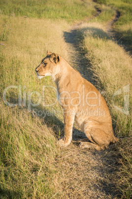 Lion sitting on grassy track at sunset