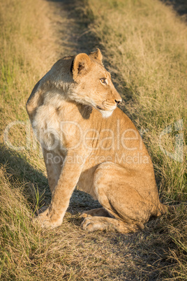 Lion sitting on track with turned head