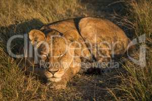 Lion sleeping with head on front paws