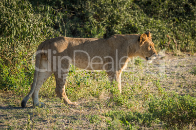 Lion staring ahead in sunshine beside bushes