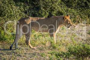 Lion staring ahead in sunshine beside bushes