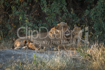 Lioness growling in bushes with two cubs
