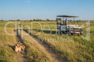 Lion yawning on track beside safari truck