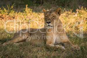 Lioness lies in shady grass turning head