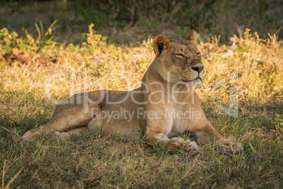 Lioness lies staring on grass in shade