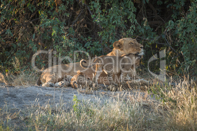 Lioness lying in bushes with two cubs
