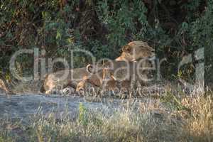 Lioness lying in bushes with two cubs