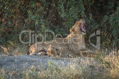 Lioness lies yawning in bushes with cub