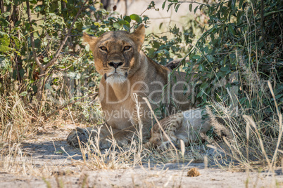 Lioness lying in shady bushes with cub