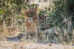 Lioness lying in shady bushes with cub