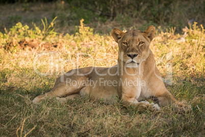 Lioness lying in shady grass facing camera