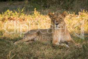 Lioness lying in shady grass facing camera