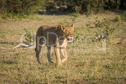 Lioness stalking prey in grassy clearing