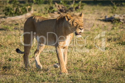 Lioness stands staring on savannah at dusk