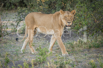 Lioness stalking prey in shade of bush
