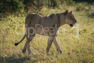 Lioness walks in grassy clearing turning head