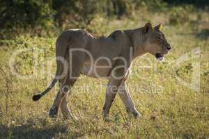 Lioness walks in grassy clearing turning head