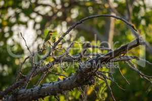 Little bee-eater on branch of dead tree