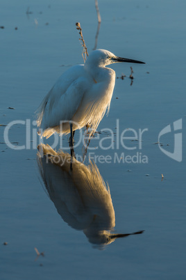Little egret reflected in shallows at sunset
