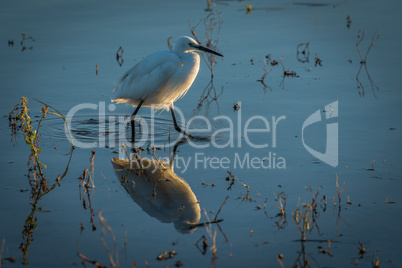 Little egret reflected in shallows at dusk
