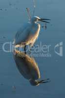 Little egret with open beak in shallows