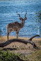 Male greater kudu behind log facing camera