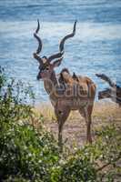 Male greater kudu with oxpeckers on back