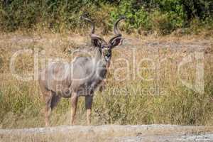 Male greater kudu stands in grass facing camera