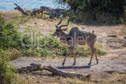 Male greater kudu with oxpeckers on riverbank