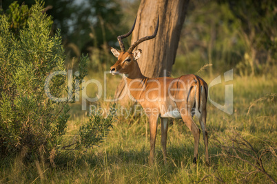 Male impala beside bush in golden light