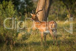 Male impala beside bush in golden light