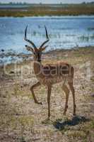 Male impala beside river lifting leg high