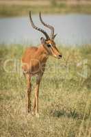 Male impala beside river walking towards camera