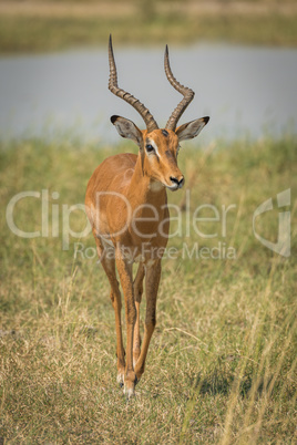 Male impala by river walking towards camera