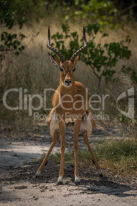 Male impala crouching to go to toilet