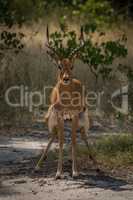 Male impala crouching to go to toilet