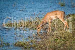 Male impala drinking from river in sunshine