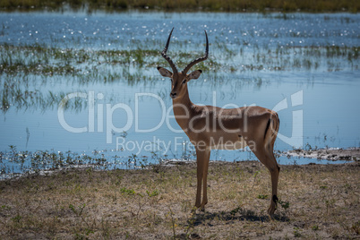 Male impala facing camera  on grassy riverbank